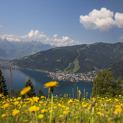Mitterberg Blumenwiese Zell am See