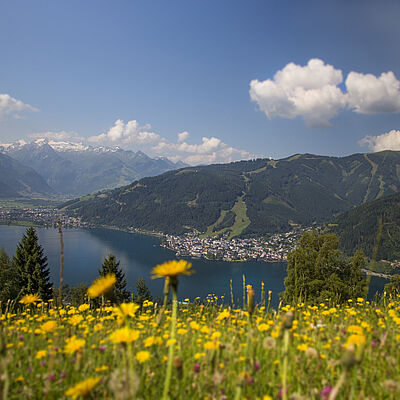 Mitterberg Blumenwiese Zell am See