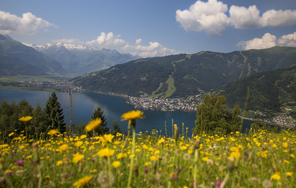 Mitterberg Blumenwiese Zell am See