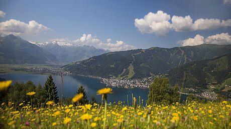 Mitterberg Blumenwiese Zell am See