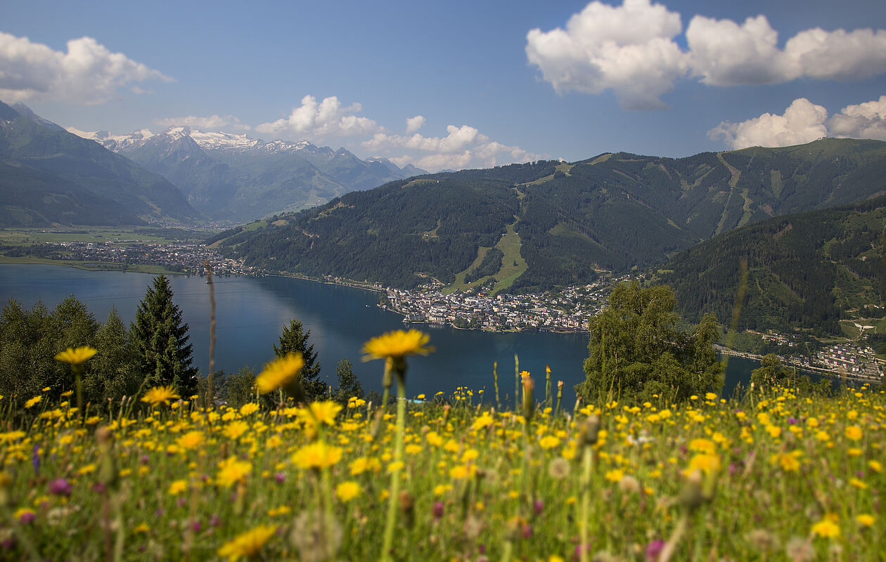 Mitterberg Blumenwiese Zell am See
